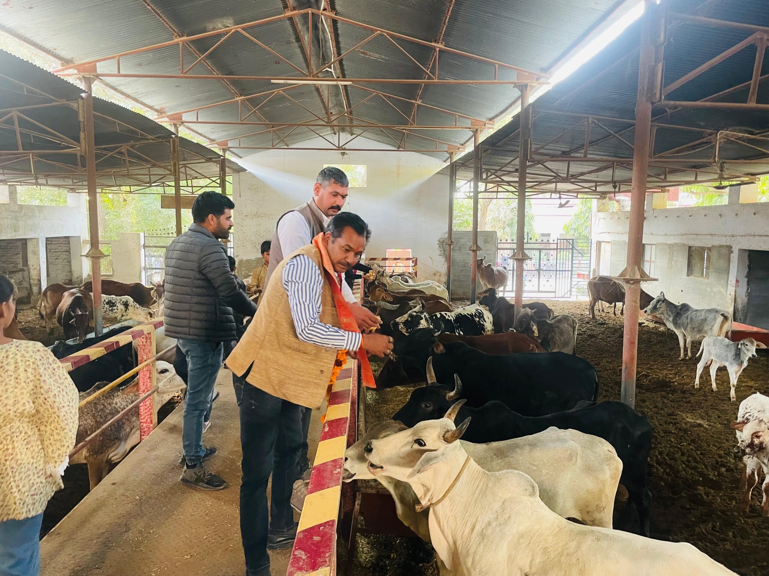 भाजपा जिलाध्यक्ष श्याम पंचारिया के नेतृत्व में केंद्रीय मंत्री Arjun Ram मेघवाल के जन्मदिवस पर गौसेवा