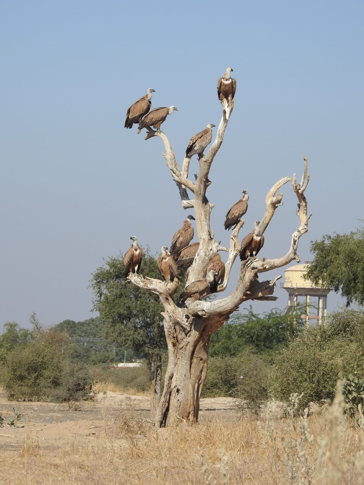 अंतरराष्ट्रीय ऊंट उत्सव के दौरान जोड़बीड़ में बर्ड फेस्टिवल, गिद्ध संरक्षण क्षेत्र बना आकर्षण का केंद्र