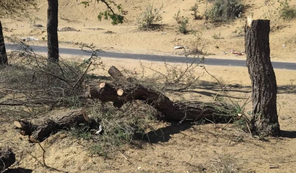 तोलियासर में खेजड़ी के पेड़ों पर चली आरी, ग्रामीणों में रोष; सख्त कार्रवाई की मांग