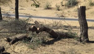तोलियासर में खेजड़ी के पेड़ों पर चली आरी, ग्रामीणों में रोष; सख्त कार्रवाई की मांग