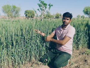 उच्च तापमान से गेहूं की फसल बचाने के लिए कृषि वैज्ञानिकों की एडवाइजरी जारी