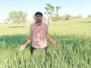 उच्च तापमान से गेहूं की फसल बचाने के लिए कृषि वैज्ञानिकों की एडवाइजरी जारी