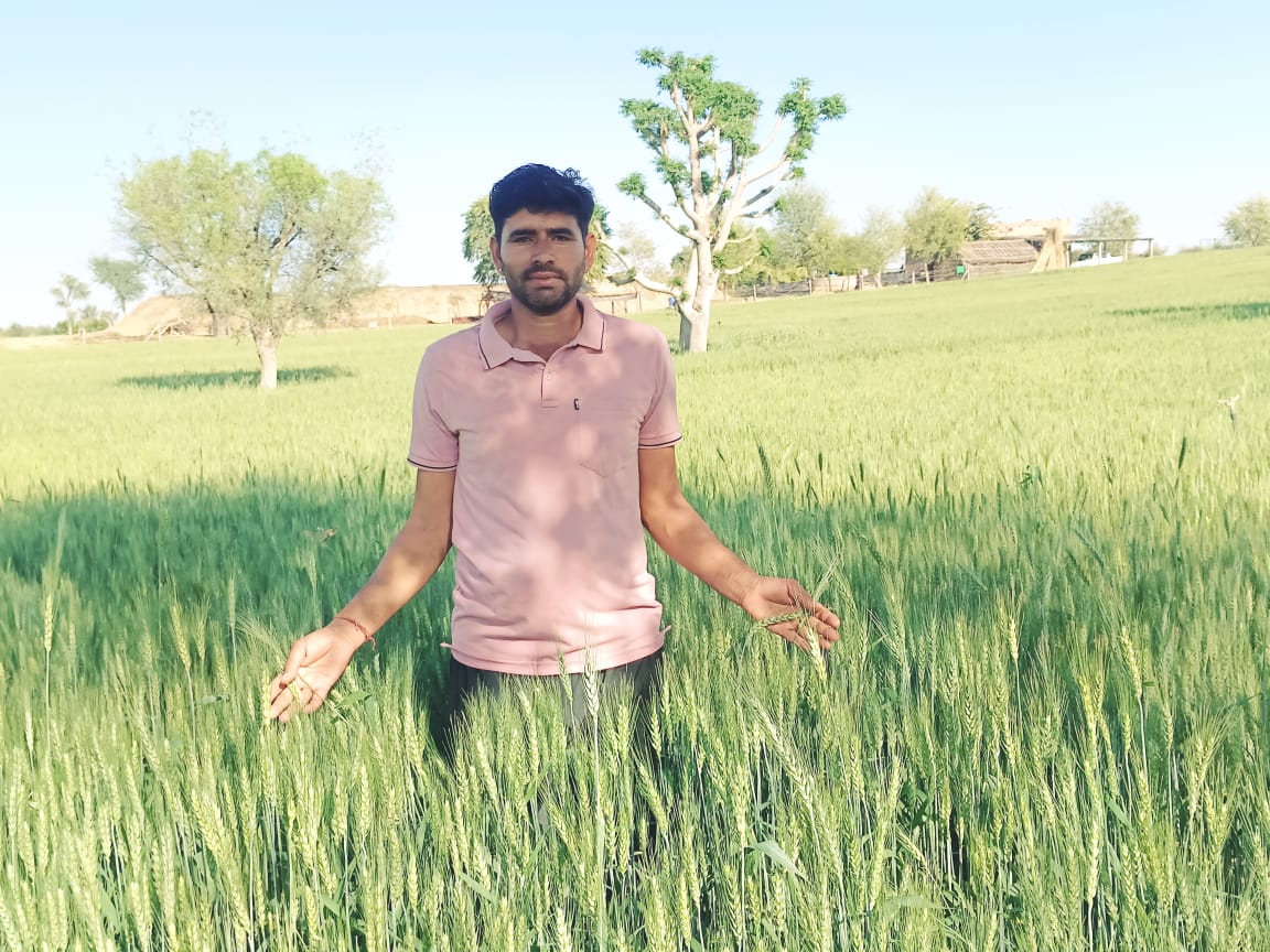 उच्च तापमान से गेहूं की फसल बचाने के लिए कृषि वैज्ञानिकों की एडवाइजरी जारी