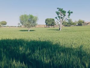 उच्च तापमान से गेहूं की फसल बचाने के लिए कृषि वैज्ञानिकों की एडवाइजरी जारी