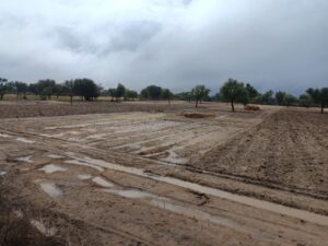 तेज बारिश से कटी गेहूं की फसलें बर्बाद, खेतों और गांव की गलियों में भरा पानी