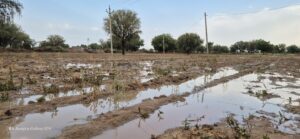 तेज बारिश से कटी गेहूं की फसलें बर्बाद, खेतों और गांव की गलियों में भरा पानी