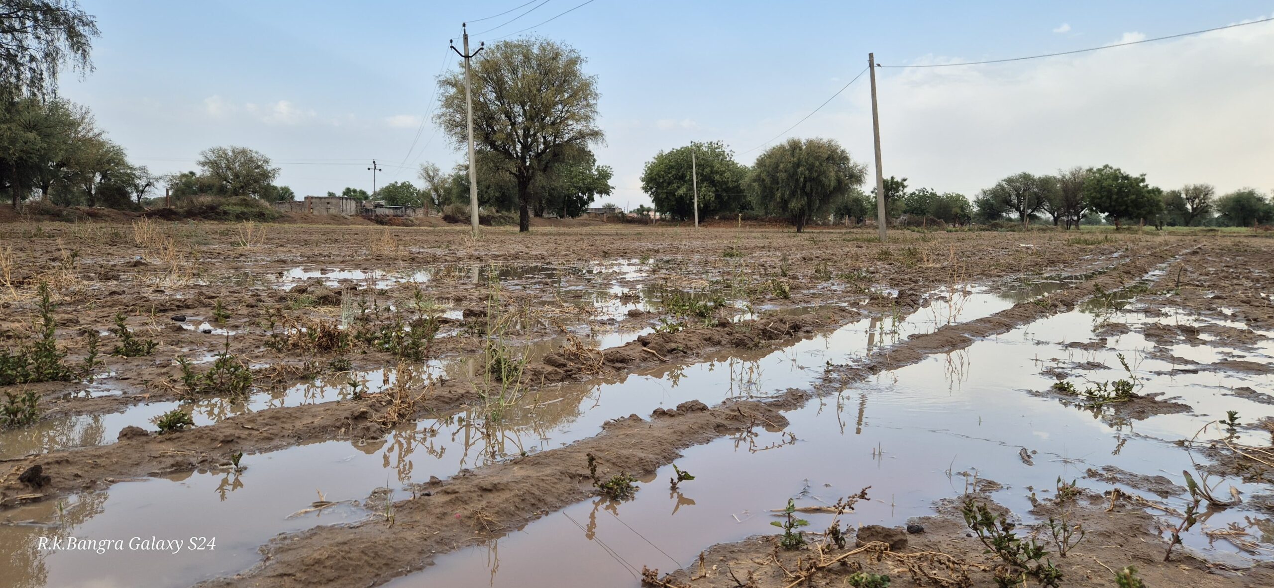 तेज बारिश से कटी गेहूं की फसलें बर्बाद, खेतों और गांव की गलियों में भरा पानी