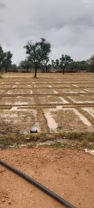 तेज बारिश से कटी गेहूं की फसलें बर्बाद, खेतों और गांव की गलियों में भरा पानी