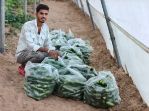 मुख्यमंत्री भजनलाल शर्मा का कृषक कल्याण का सपना हो रहा साकार