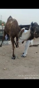 "अंधी ऊंटनी को सेवा समिति ने गुसाईंसर बड़ा गौशाला में शिफ्ट किया"