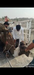 "अंधी ऊंटनी को सेवा समिति ने गुसाईंसर बड़ा गौशाला में शिफ्ट किया"